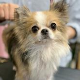 チワワ(ロング)