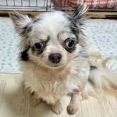 チワワ(ロング)