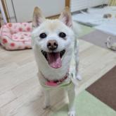 柴犬