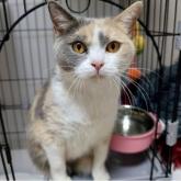 ブリティッシュショートヘア