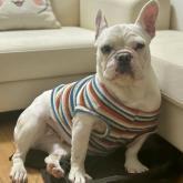 フレンチブルドッグ