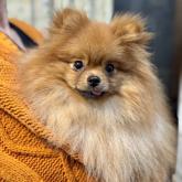 ポメラニアン