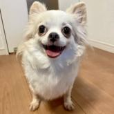 チワワ(ロング)