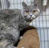 ブリティッシュショートヘア