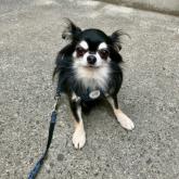 チワワ(ロング)