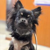 チワワ(ロング)