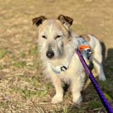 ジャックラッセルテリア