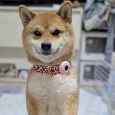 柴犬