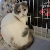 スコティッシュフォールド