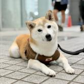 柴犬