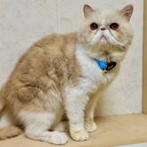 エキゾチックショートヘア