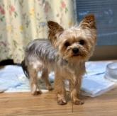 ヨークシャーテリア