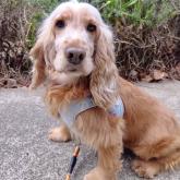 イングリッシュコッカースパニエル