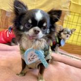 チワワ(ロング)