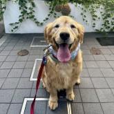 ゴールデンレトリバー