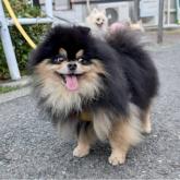 ポメラニアン