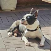 ボストンテリア