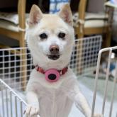 柴犬