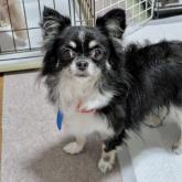 チワワ(ロング)