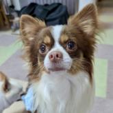 チワワ(ロング)