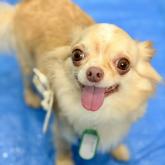 チワワ(ロング)