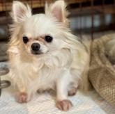 チワワ(ロング)