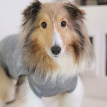 犬 × シェットランドシープドッグ × メスの里親募集一覧｜ハグー