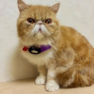 猫 × エキゾチックショートヘアの里親募集一覧｜ハグー -みんなの