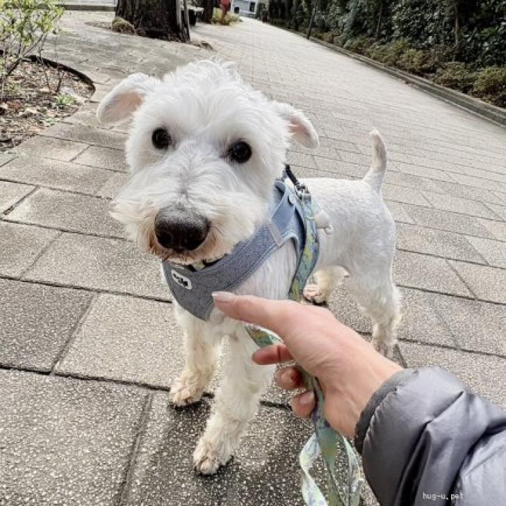 犬の里親募集】東京都・ミニチュアシュナウザー・ジーク（ID:2603