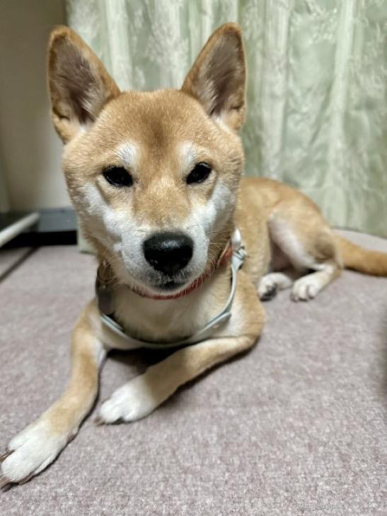 【犬の里親募集】東京都・柴犬・ひまり（ID:2311-01871）｜ハグー