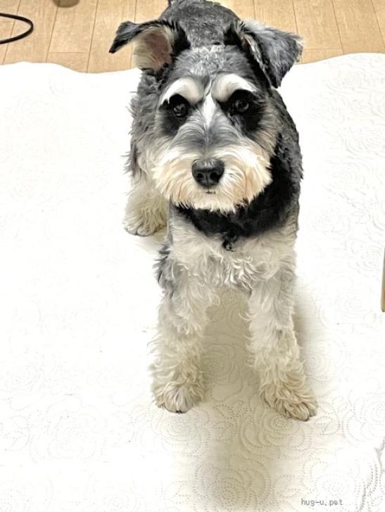 犬の里親募集】東京都・ミニチュアシュナウザー・シミ（ID:2306-00002