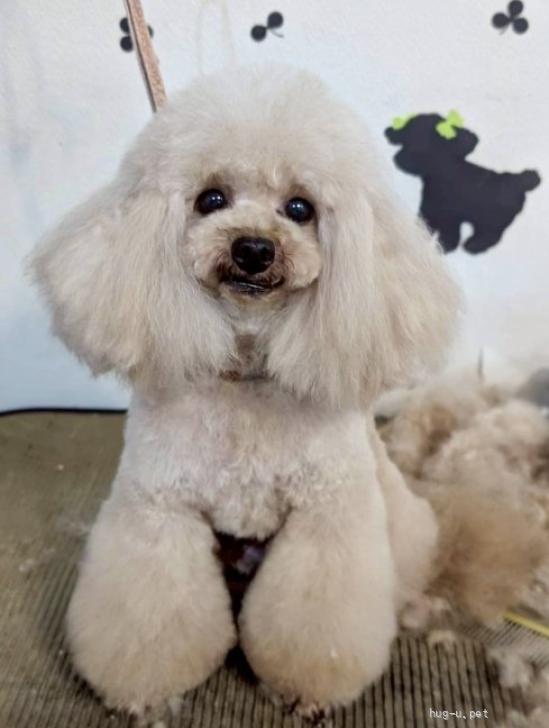 犬の里親募集】東京都・トイプードル・マシュマロ（ID:2605-00999