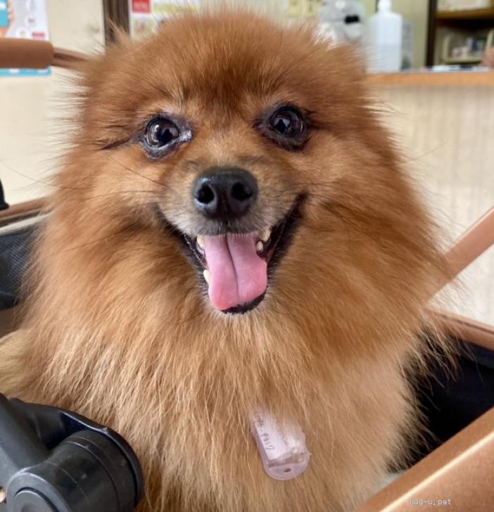 犬の里親募集】東京都・ポメラニアン・むぎの（ID:2607-01414