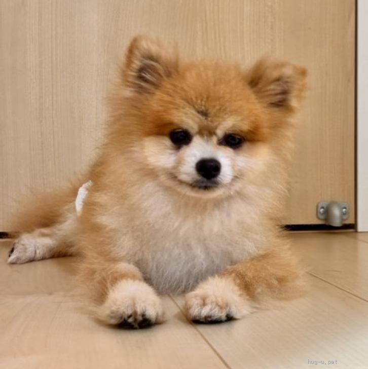 pet_img_2_ue5xb7tmdzd3.jpg