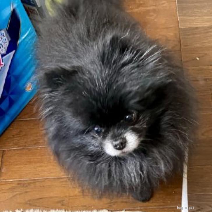 犬の里親募集】東京都・ポメラニアン・クロネ（ID:2501-01095