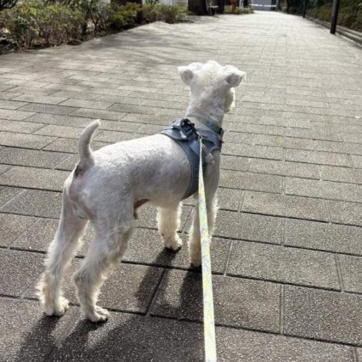 犬の里親募集】東京都・ミニチュアシュナウザー・ジーク（ID:2603