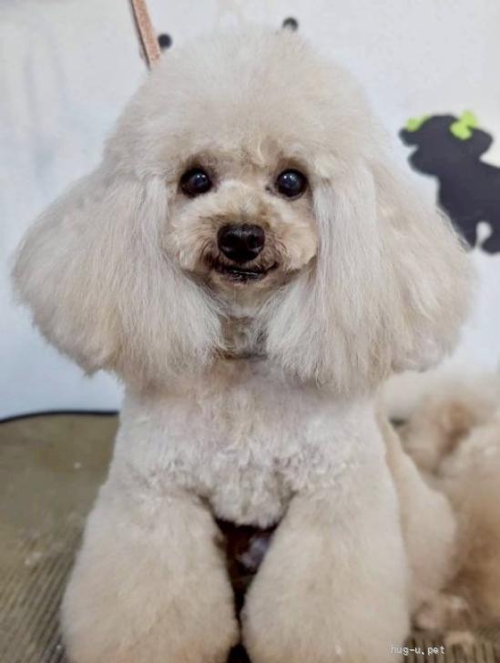 犬の里親募集】東京都・トイプードル・マシュマロ（ID:2605-00999