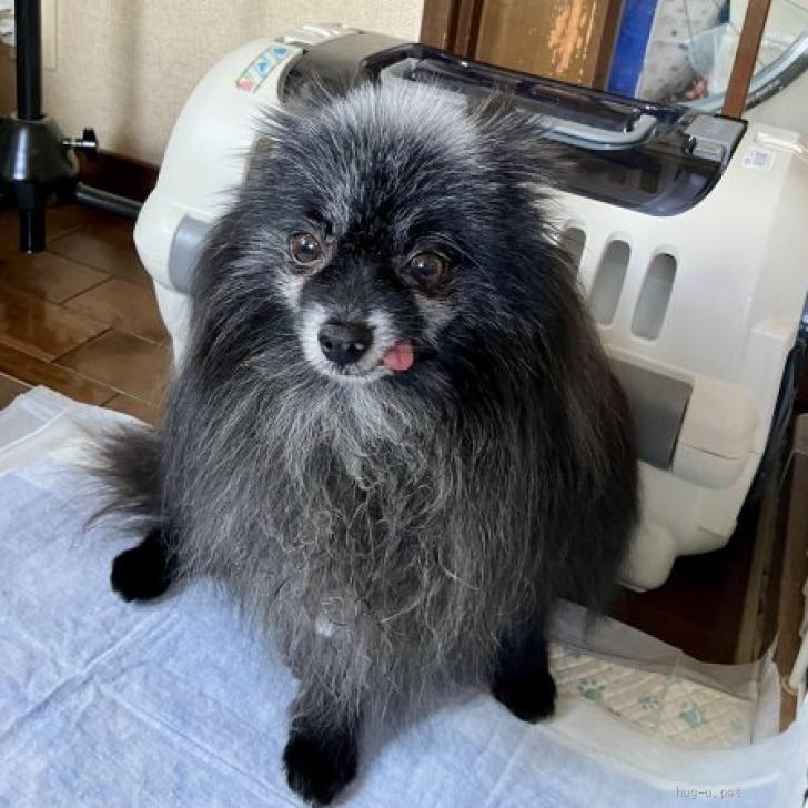 犬の里親募集】東京都・ポメラニアン・クロポ（ID:2504-01184