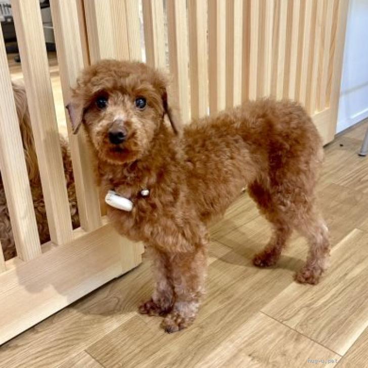 犬の里親募集】東京都・トイプードル・ミカホ（ID:2606-00049