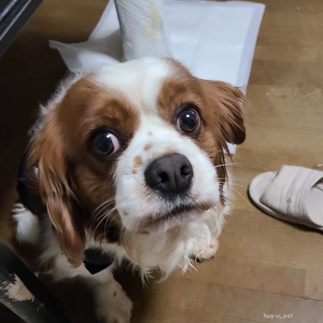 犬の里親募集】東京都・キャバリア・セバスチャン（ID:2203-00308