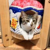 雑種