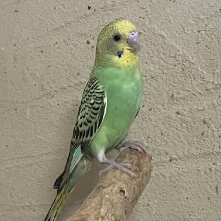 鳥の里親募集】大阪府・インコ・セキセイインコ オパーリングリーンの