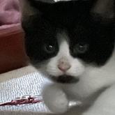 雑種