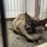 シャム(サイアミーズ)