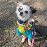 チワワ(ロング)