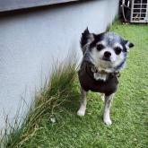 チワワ(ロング)