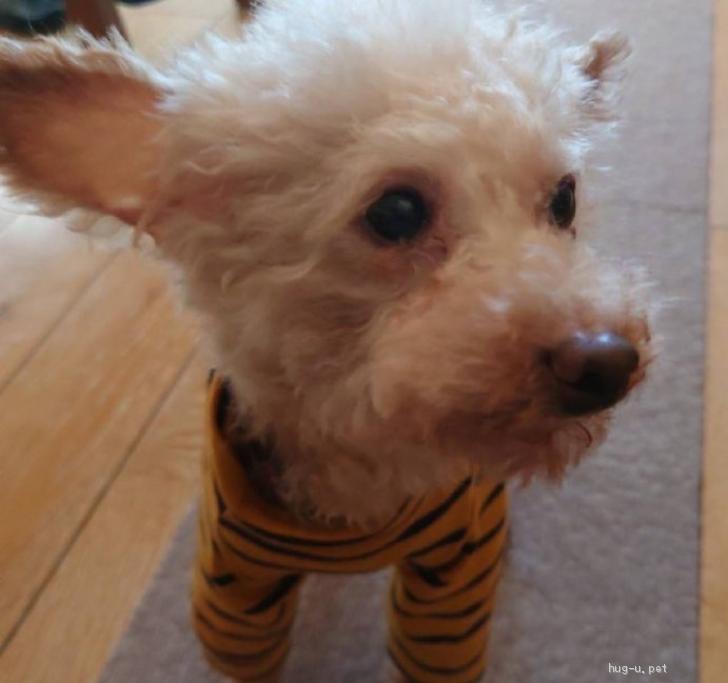 犬の里親募集】神奈川県・トイプードル・元気でフレンドリーな