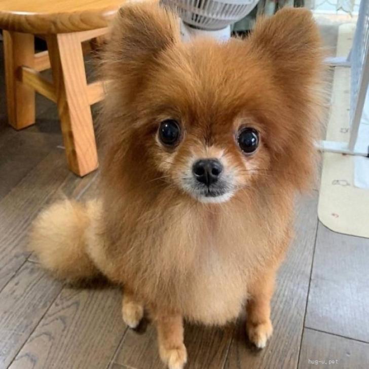犬の里親募集】神奈川県・ポメラニアン・人が好き！なポメラニアンの