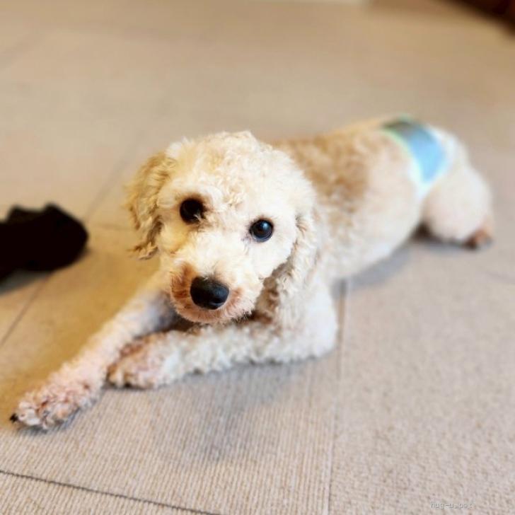 犬の里親募集】神奈川県・トイプードル・やんちゃなプードルmix君 推定