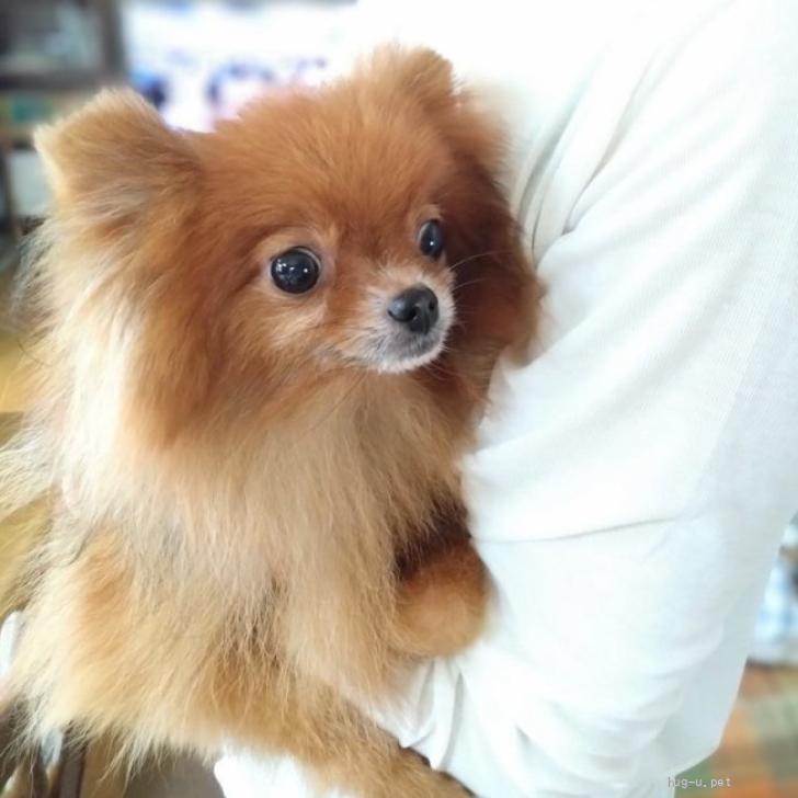 犬の里親募集】神奈川県・ポメラニアン・人が好き！なポメラニアンの